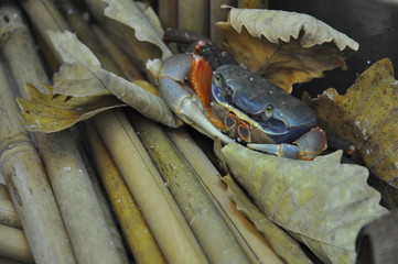 crab in the aquarium