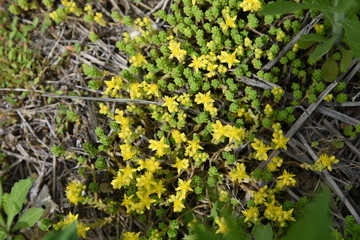 Wall Mural - Sedum japonica is a gregarious weed, and yellow flowers bloom in early summer.