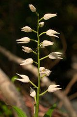 Wall Mural - Cephalanthera longifolia; Sword-leaved Helleborine orchid in woods above Walenstadt, Swiss Alps