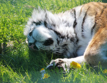 Siberian Tiger Sleeping In The Grass.
