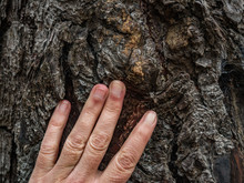 Hand Touching A Tree - Feel Nature Concept..