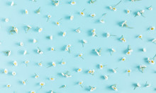 Beautiful Flowers Composition. Pattern Made Of Spring And Summer Chamomile White Flowers On Pastel Blue Background. Flat Lay, Top View, Copy Space