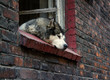 Pies husky śpi w oknie starej, opuszczonej kamienicy.