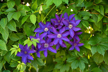 Clematis