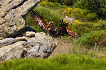 Canvas Print - Golden eagle (Aquila chrysaetos) and Spanish imperial eagle (Aquila adalberti) fighting together for prey. The great eagles in dispute over prey and territory.