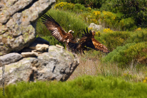 Golden Eagle Aquila Chrysaetos And Spanish Imperial Eagle