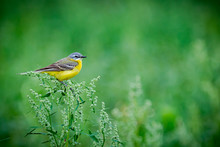 Small Bird In Natural Environment