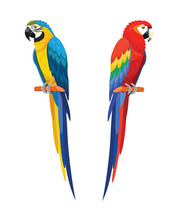 Parrots Isolated On White Background. Vector Illustration.