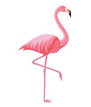 Pink Flamingo On A White Background. Vector Illustration.