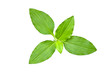 © Dilok - Isolated of green leaf collection on white background and clipping path.Image.