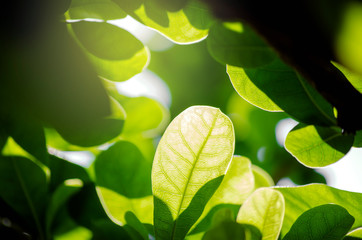 Close Up nature view of green leaf on blurred and sunlight greenery background in garden natural plants fresh