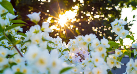  white jasmine flowers in the sunset in bright orange and yellow sun rays in the garden