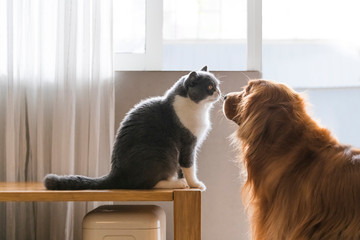 Sticker - Cute british shorthair and golden retriever