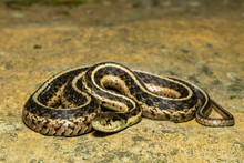 Female Eastern Garter Snake - Thamnophis Sirtalis