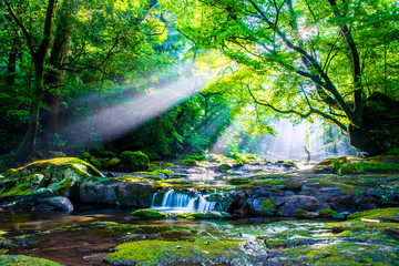 Kikuchi valley, waterfall and ray in forest, Japan