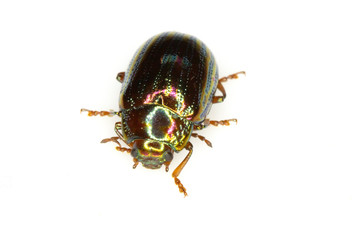 A Rosemary Leaf Beetle Close Up Shiny Insect