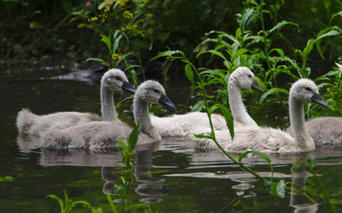 Junge Schwäne im Würzbacher Weiher