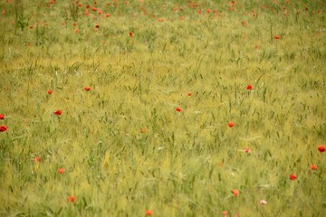 Canvas Print - champ de coquelicots