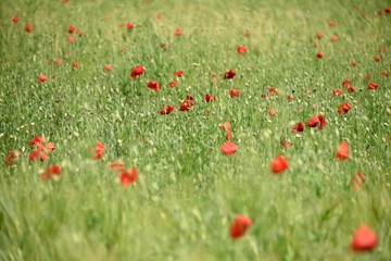 Canvas Print - Champ de coquelicots