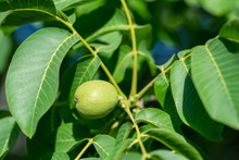 Fresh Green Walnuts Growing On A Tree.Agriculture Concept.