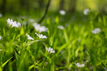 Wall Mural - summer field with white flowers