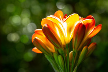Orange Clivia Flowers Or Natal Lily In A Garden