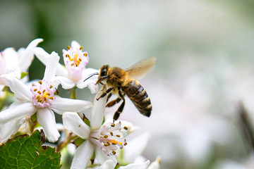 biene an der blüte eines marienbäumchens mit unscharfem hintergrund