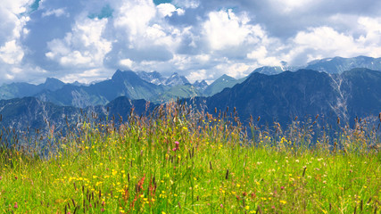 Poster - Blumenwiese auf dem Berg im Algäu