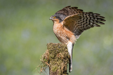 A male sparrowhawk land on a lichen covered post with its wings still outspread