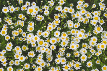 Wall Mural - Flowering marguerite flowers or daisies. Close-up of many blossoms of marguerite flower photographed from above. Can be used as wall wallpaper or mural in wellness areas