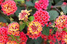 Close Up On Lantana Flowers, Vibrant Magenta Pink Orange And Yellow. They Are Native To Tropical Regions Of The Americas And Africa But Exist As An Introduced Species In Numerous Areas