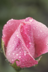 Sticker - vintage flower rose with drops of water, close up detail