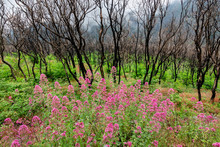 Spring Wildflowers And Ferns Emerge From A Burnt Out Forest In The Hills Of The Campania Region Of Southern Italy, At The Base Of Mount Vesuvius.