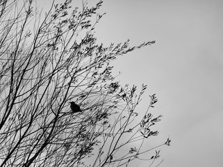 birds on tree