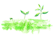 Sprout In The Grass.Spring Picture.Watercolor Hand Drawn Illustration.White Background.