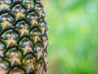 Wall Mural - Pineapple fruit background. Close up of tropical pineapples texture. Summer, holiday concept.