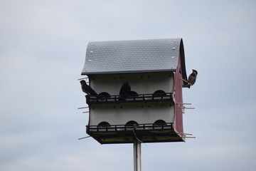 Wall Mural - Birdhouse