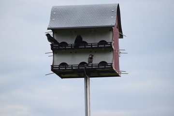 Wall Mural - Birdhouse