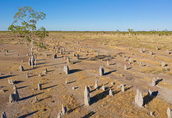 Wall Mural - termite mound near Normanton, Queensland, Australia.