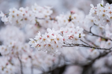 Wall Mural - sakura, cherry blossom flower in spring season