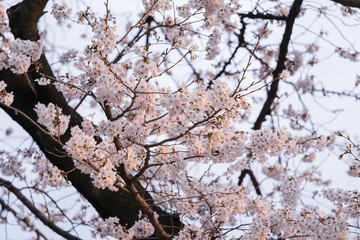 Wall Mural - sakura, cherry blossom flower in spring season