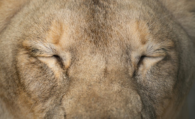 Canvas Print - female lion eyes close up