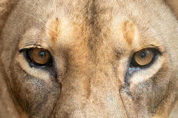 Wall Mural - female lion eyes close up