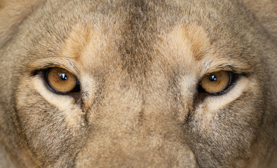 Wall Mural - female lion eyes close up