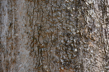 Poster - Tree bark background.