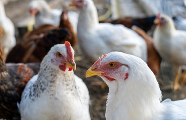 Wall Mural - group of white boiler chickens