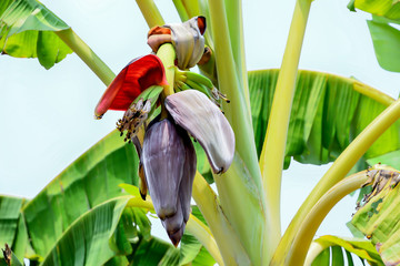 Wall Mural - Banana sprouts out only once per tree only.