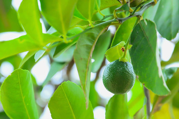 Poster - Lemon on the tree