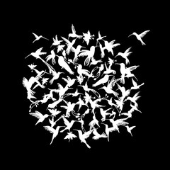 Poster - Colibri collection, sketch for your design