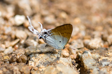 Wall Mural - butterfly on the floor